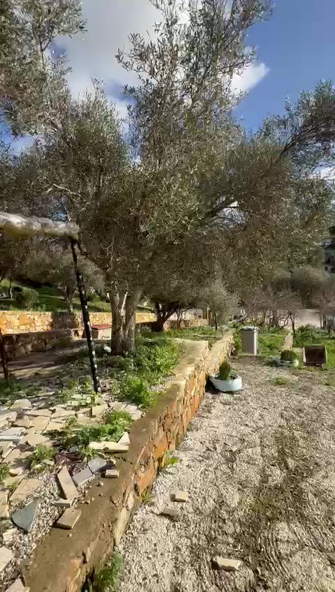 مسالك أشجار الزيتون